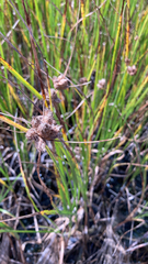 Bolboschoenus maritimus