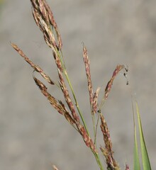 Sorghum