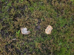 Chrysemys picta picta