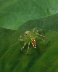 Epeus indicus