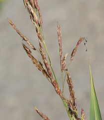 Sorghum