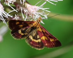 Pyrausta purpuralis