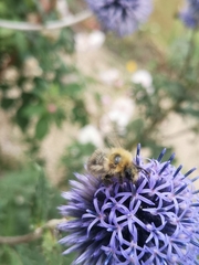Bombus humilis