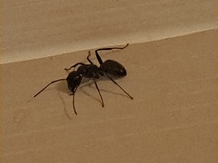 Camponotus pennsylvanicus