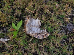 Chrysemys picta picta