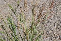Sorghum