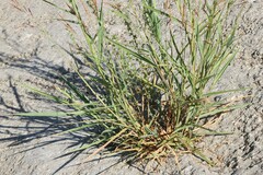 Sorghum