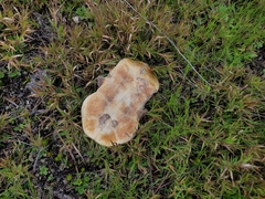 Chrysemys picta picta