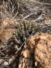 Euphorbia schinzii
