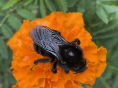 Bombus rupestris