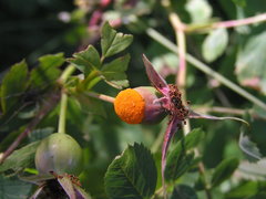 Phragmidium mucronatum