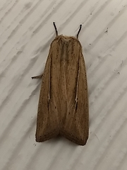 Leucania phragmitidicola