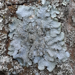 Punctelia jeckeri