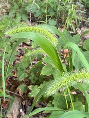 Setaria faberi