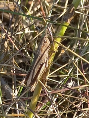 Chorthippus dorsatus