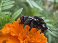 Bombus rupestris