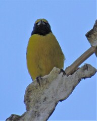 Euphonia chlorotica