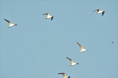 Larus fuscus barabensis