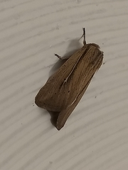 Leucania phragmitidicola