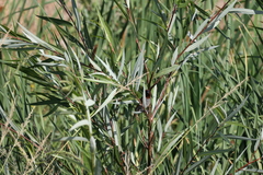 Salix laevigata