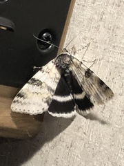 Catocala relicta