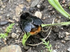 Bombus rupestris