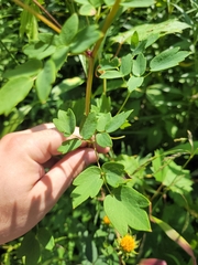 Thalictrum dasycarpum