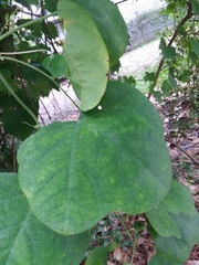 Passiflora lutea
