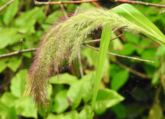Echinochloa walteri