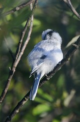 Cyanistes cyanus