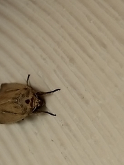 Leucania phragmitidicola