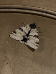 Catocala relicta