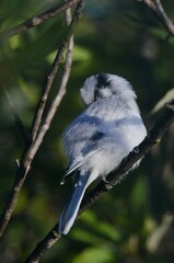 Cyanistes cyanus