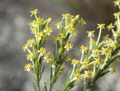 Struthiola