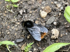 Bombus rupestris