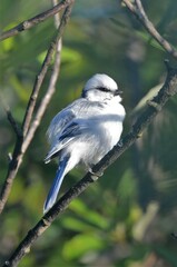 Cyanistes cyanus