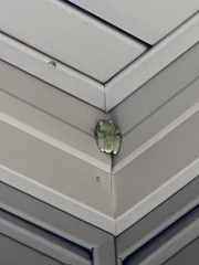 Hyla