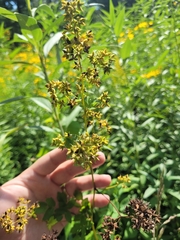 Thalictrum dasycarpum