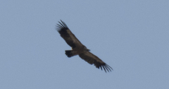 Gyps fulvus