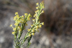 Struthiola