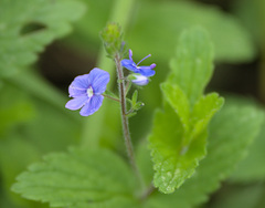 Veronica chamaedrys