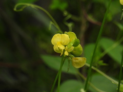 Vigna luteola