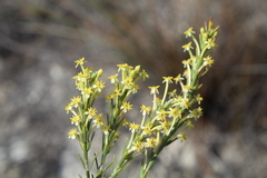 Struthiola