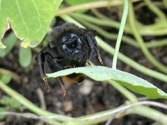Bombus rupestris