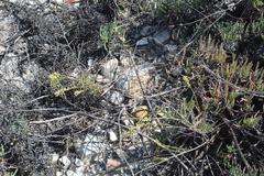 Struthiola