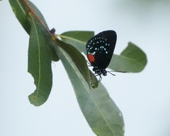 Eumaeus atala