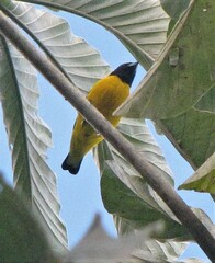 Euphonia chlorotica