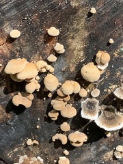 Panellus