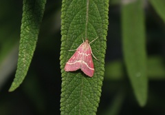 Pyrausta volupialis