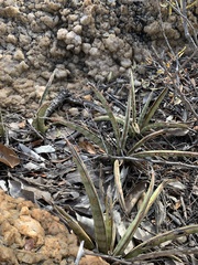 Sansevieria aethiopica